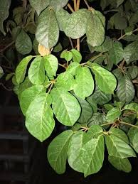 Image result for Handroanthus chrysotrichus