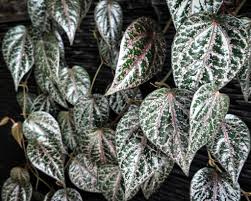 Maybe you would like to learn more about one of these? Indonesia Go Id Khasiat Daun Sirih Bergurat Merah