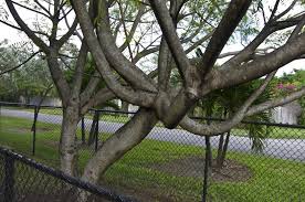 Image result for Kirkiaceae