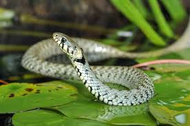 Black And White Snake Dream Meaning In Islam The Good Luck Of Dreaming About Snakes Dreams With Reptiles Dream Interpretation Snakes Islamic Dream Interpretation Dream Meanings