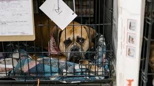 (fees listed above do not include pa sales tax.) more info. California Forces Pet Stores To Sell Only Dogs And Cats From Shelters The New York Times