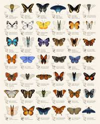Butterfly Identification Chart On Student Show