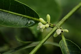 Image result for Polysphaeria