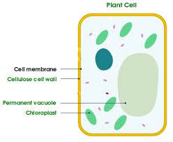 An animal cell is the smallest unit that makes up the varied tissues of animal species. Do Animal Cells Have A Cell Wall Video Lesson Transcript Study Com