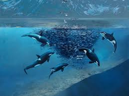 Pin On Glorious Freedom Whales