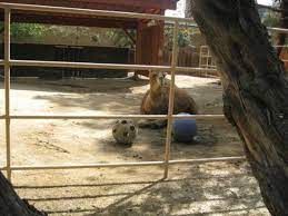 Santa ana zoo has a fun train. The Camel Looked Tired And Bored Picture Of Santa Ana Zoo At Prentice Park Santa Ana Tripadvisor