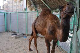 حديقة حيوان القلعة بالخبر
