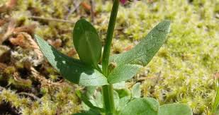 Image result for Caprifoliaceae