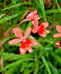 Image result for Freesia laxa