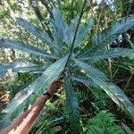 Image result for Hugonia platysepala
