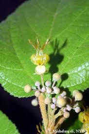 Image result for Guazuma