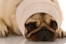 Pug puppies pic hide this posting restore restore this posting. Pug Dog Encephalitis In Dogs Symptoms Causes Diagnosis Treatment Recovery Management Cost