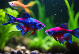 Adding 200 Ember Tetras To A Double Island Aquascape - Youtube