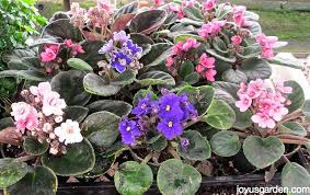 Before and after shots of my african violet! Learning About African Violets