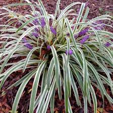 La liriope muscari è un tappeto verde che fiorisce a fine estate regalando tante campanelle viola, una pianta robusta che fiorisce laddove altre piante stenterebbero. Piante Da Giardino Con Fiori Riempire Il Giardino Di Colori E Profumi