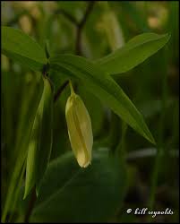 Image result for Clutia sessilifolia