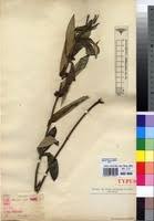 Image result for Fadogia homblei