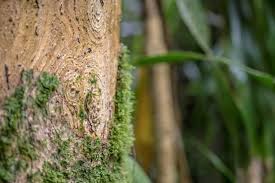 Image result for Xymalos monospora