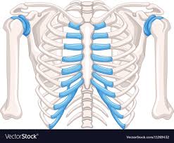 Human Bone Diagram On White Background