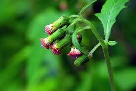 Image result for Crassocephalum picridifolium