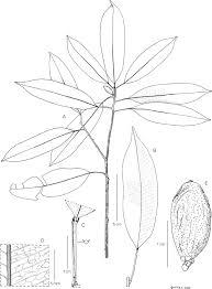 Image result for Dictyophleba lucida