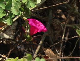 Image result for Tetradenia urticifolia