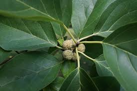 Image result for Maclura africana