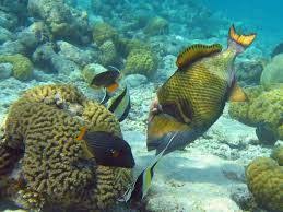 نتيجة بحث الصور عن الأحياء المائية في البحر الاحمر Best Snorkeling Virtual Field Trips Underwater Sea