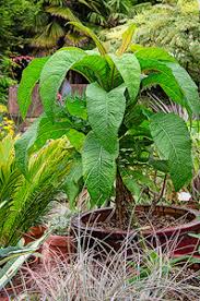 Image result for Lobelia giberroa