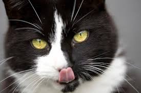Donner De L Ail A Mon Chien Ou Mon Chat Utile Ou Toxique Wanimoveto