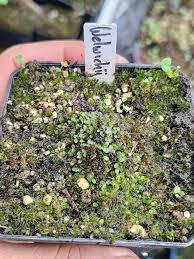 Image result for Utricularia welwitschii