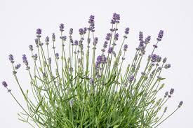 Weitere ideen zu garten, provence, mediterraner garten. Provence Garten Lavendel Lavandula Angustifolia Essence Purple Gunstig Online Kaufen
