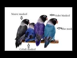 African Lovebirds Classification Youtube In 2020 African Lovebirds Love Birds Pet Budgies Parrot