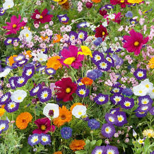 Royal Meadow Flower Seed Mix Mixed In 2020 Flower Seeds Meadow Flowers Country Garden Flowers