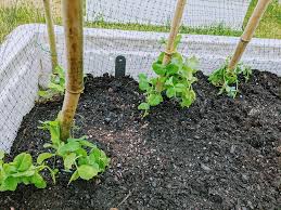 Learn how to build your own garden trellis that you can use to grow peas, cucumbers, and more vine. Snow Pea Planting Companions Bunny S Garden