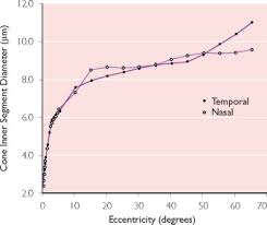 Fovea An Overview Sciencedirect Topics