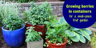 Most raspberry trellis structures include 2 or 3 horizontal wire tiers, spaced between 1′ and 2′ apart. Growing Berries In Containers How To Grow A Small Space Fruit Garden