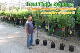 Distanza minima tra piante di ulivo. Piante Da Frutto Vendita Online Piante Da Frutto Vendita Online