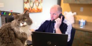 Our commitment is to provide quality care throughout the life of your pet. Vets In Waxhaw Nc Waxhaw Animal Hospital