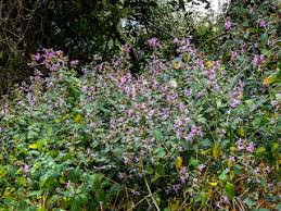 Image result for Xyris natalensis