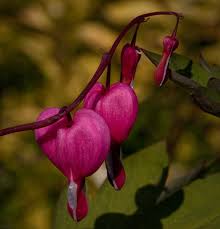 Bleeding Heart Flower Dicentra Spectabilis Care