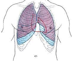 The final two pairs of ribs are floating the fibres pass superolaterally to insert into the internal surface of costal cartilages of ribs two to six. Anatomy Of The Torso The Thorax Online Medical Library