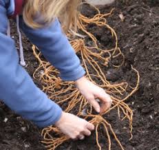 Planting Asparagus See How To Plant An Asparagus Bed
