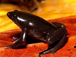 Black And Yellow Frog Animal Crossing Nature And More Black Frog Animals Frog