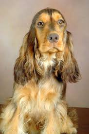 Cocker Zibeline Recherche Google Cocker Spaniel Dog Breeds Dogs
