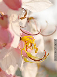 Image result for Cassia javanica