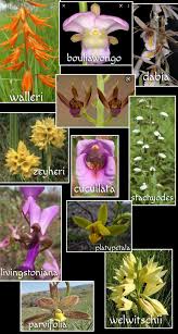 Image result for Eulophia galeoloides