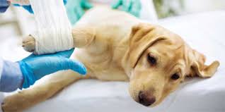 Is Tramadol An Effective Analgesic For Dogs And Cats