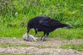 We did not find results for: Astonishing Pictures Show A Murder Of Crows Swooping On Bunny And Pecking It To Death Before One Flies Off With It In Its Beak