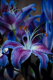 Shades Of Purplish Blues Lily Plants Beautiful Flowers Amazing Flowers